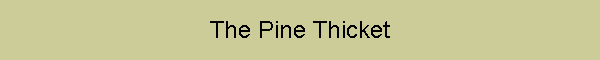 The Pine Thicket